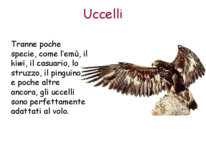Uccelli Tranne poche specie, come l’emù, il kiwi, il casuario, lo struzzo, il pinguino