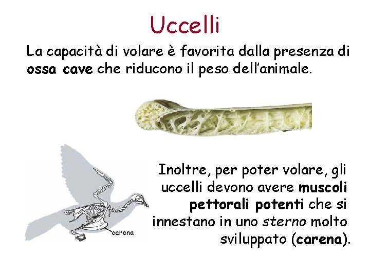 Uccelli La capacità di volare è favorita dalla presenza di ossa cave che riducono