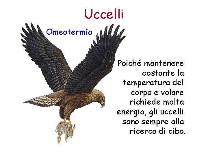 Uccelli Omeotermìa Poiché mantenere costante la temperatura del corpo e volare richiede molta energia,
