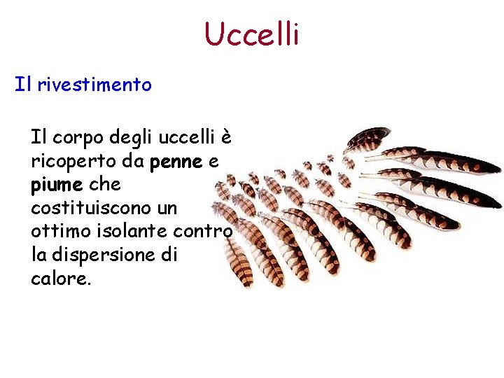 Uccelli Il rivestimento Il corpo degli uccelli è ricoperto da penne e piume che