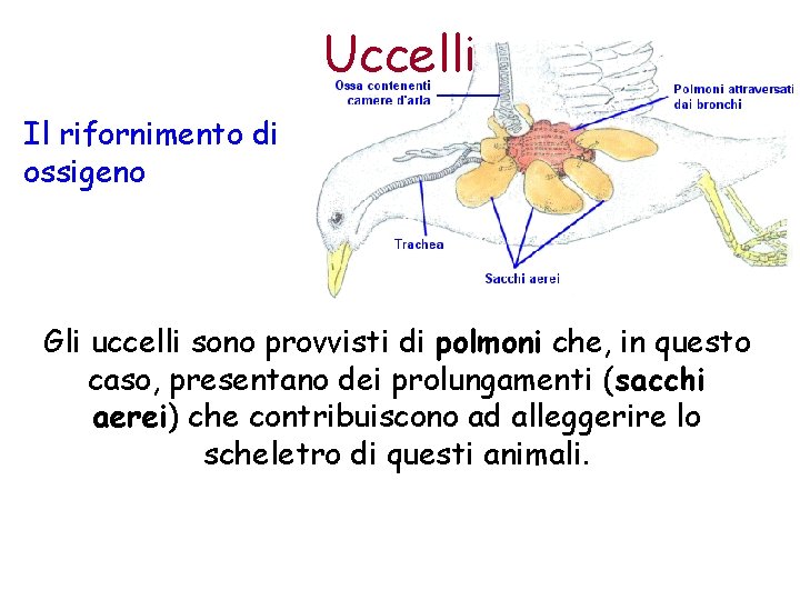Uccelli Il rifornimento di ossigeno Gli uccelli sono provvisti di polmoni che, in questo