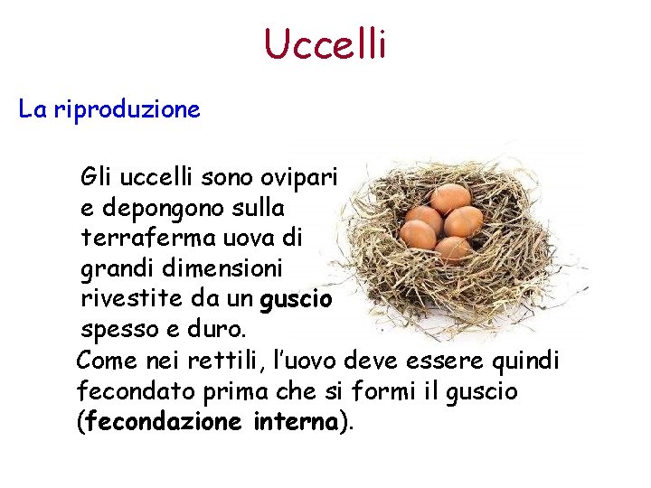 Uccelli La riproduzione Gli uccelli sono ovipari e depongono sulla terraferma uova di grandi