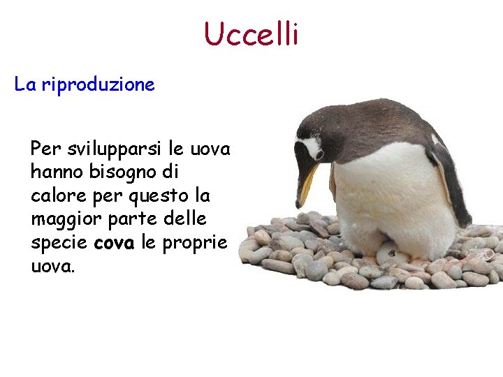 Uccelli La riproduzione Per svilupparsi le uova hanno bisogno di calore per questo la