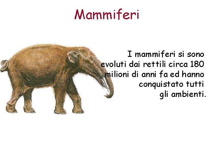 Mammiferi I mammiferi si sono evoluti dai rettili circa 180 milioni di anni fa