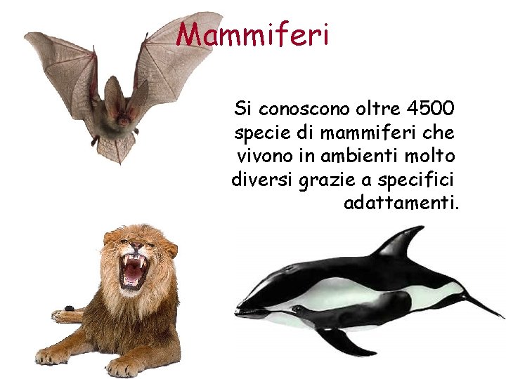Mammiferi Si conoscono oltre 4500 specie di mammiferi che vivono in ambienti molto diversi