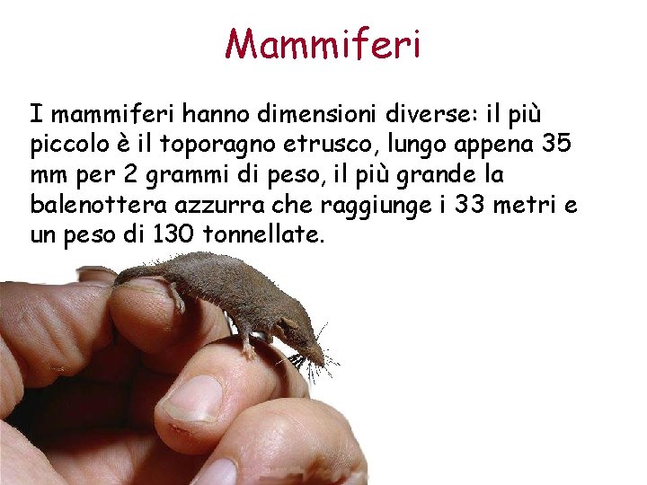Mammiferi I mammiferi hanno dimensioni diverse: il più piccolo è il toporagno etrusco, lungo