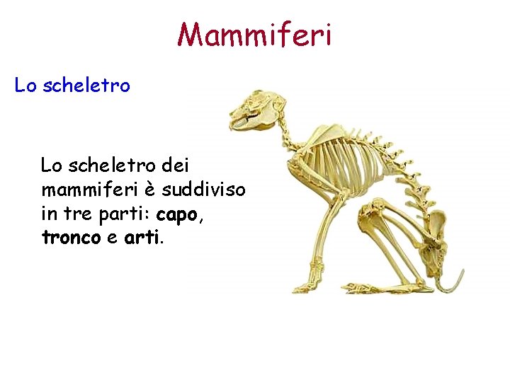 Mammiferi Lo scheletro dei mammiferi è suddiviso in tre parti: capo, tronco e arti.