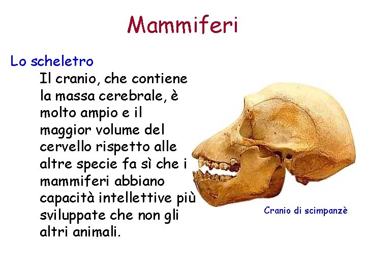 Mammiferi Lo scheletro Il cranio, che contiene la massa cerebrale, è molto ampio e
