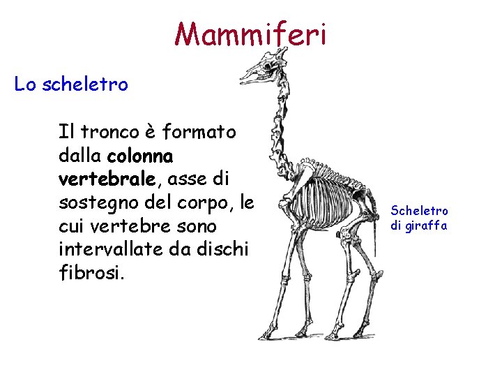 Mammiferi Lo scheletro Il tronco è formato dalla colonna vertebrale, asse di sostegno del
