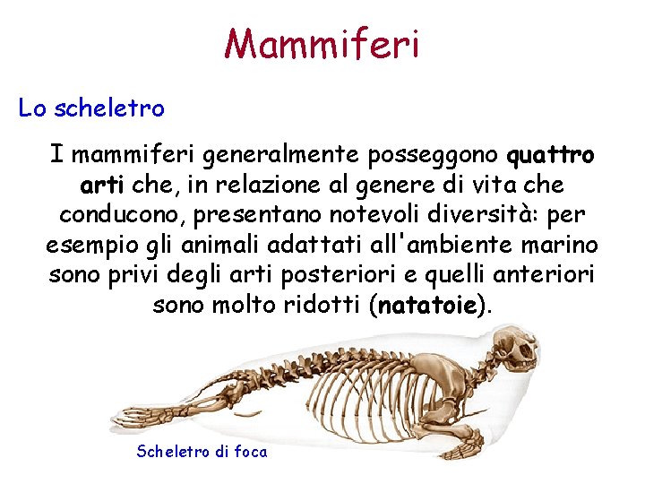 Mammiferi Lo scheletro I mammiferi generalmente posseggono quattro arti che, in relazione al genere