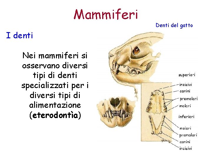 Mammiferi I denti Nei mammiferi si osservano diversi tipi di denti specializzati per i