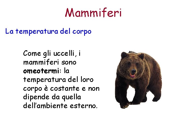 Mammiferi La temperatura del corpo Come gli uccelli, i mammiferi sono omeotermi: la temperatura