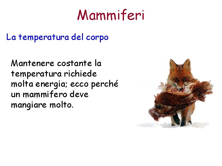 Mammiferi La temperatura del corpo Mantenere costante la temperatura richiede molta energia; ecco perché