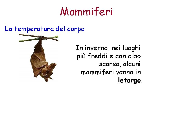 Mammiferi La temperatura del corpo In inverno, nei luoghi più freddi e con cibo