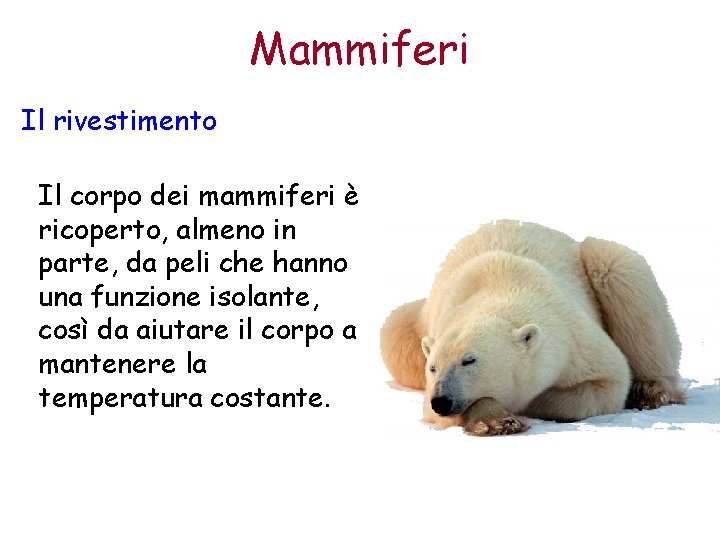 Mammiferi Il rivestimento Il corpo dei mammiferi è ricoperto, almeno in parte, da peli