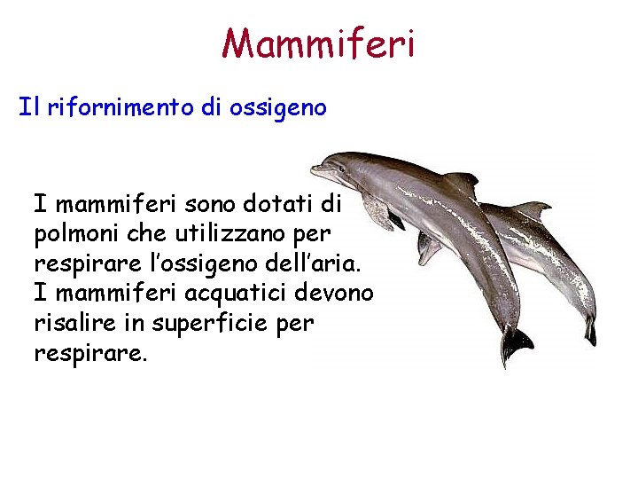 Mammiferi Il rifornimento di ossigeno I mammiferi sono dotati di polmoni che utilizzano per