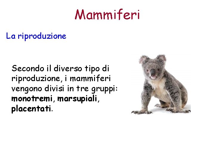 Mammiferi La riproduzione Secondo il diverso tipo di riproduzione, i mammiferi vengono divisi in