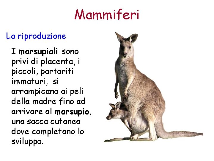 Mammiferi La riproduzione I marsupiali sono privi di placenta, i piccoli, partoriti immaturi, si