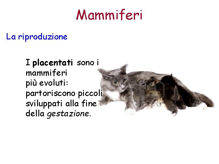 Mammiferi La riproduzione I placentati sono i mammiferi più evoluti: partoriscono piccoli sviluppati alla