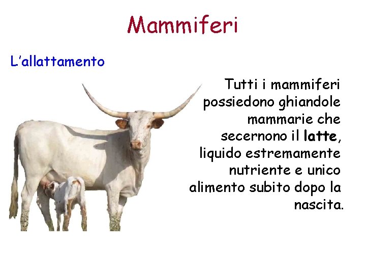 Mammiferi L’allattamento Tutti i mammiferi possiedono ghiandole mammarie che secernono il latte, liquido estremamente