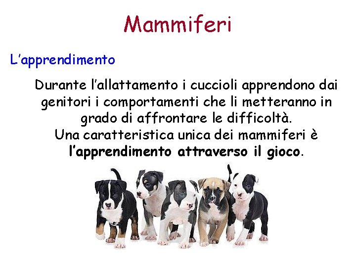 Mammiferi L’apprendimento Durante l’allattamento i cuccioli apprendono dai genitori i comportamenti che li metteranno