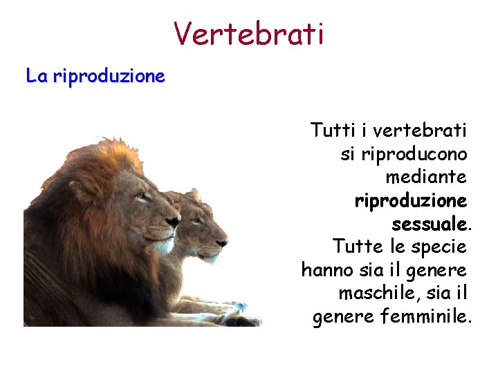 Vertebrati La riproduzione Tutti i vertebrati si riproducono mediante riproduzione sessuale. Tutte le specie