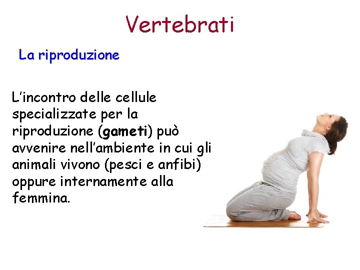 Vertebrati La riproduzione L’incontro delle cellule specializzate per la riproduzione (gameti) può avvenire nell’ambiente