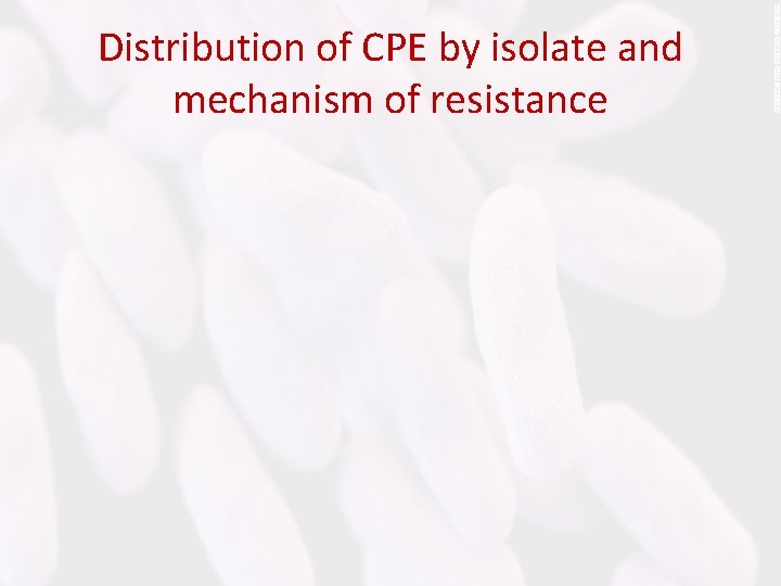Distribution of CPE by isolate and mechanism of resistance 