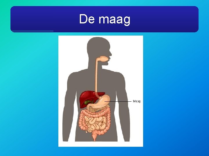 De maag 