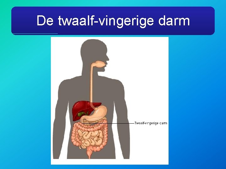 De twaalf-vingerige darm 