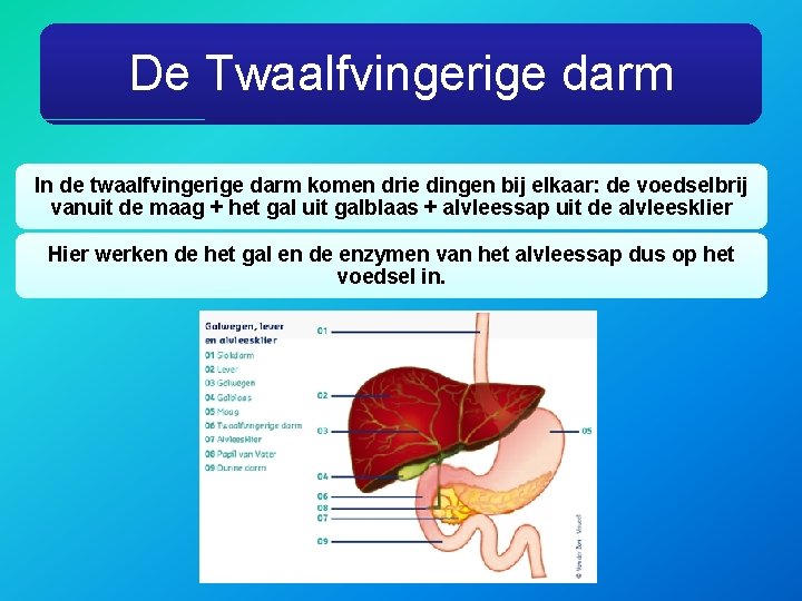 De Twaalfvingerige darm In de twaalfvingerige darm komen drie dingen bij elkaar: de voedselbrij