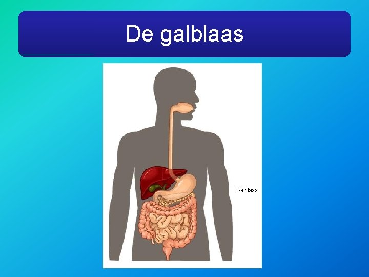 De galblaas 
