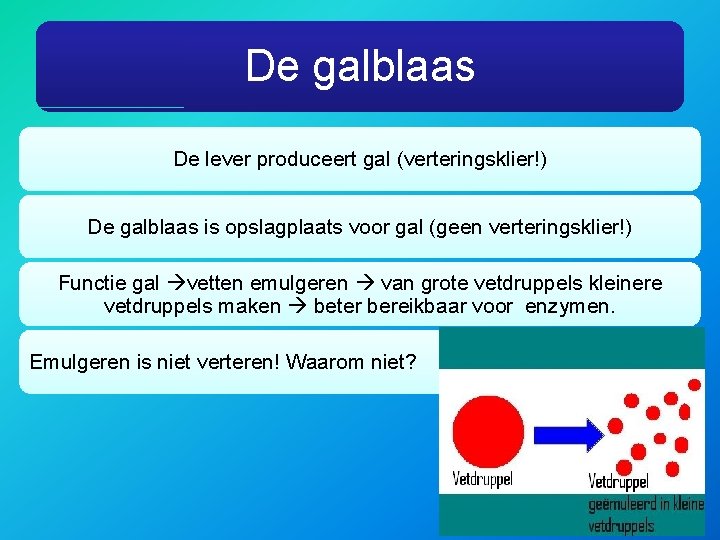 De galblaas De lever produceert gal (verteringsklier!) De galblaas is opslagplaats voor gal (geen