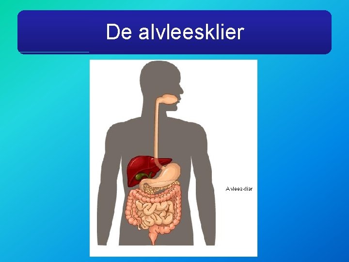 De alvleesklier 