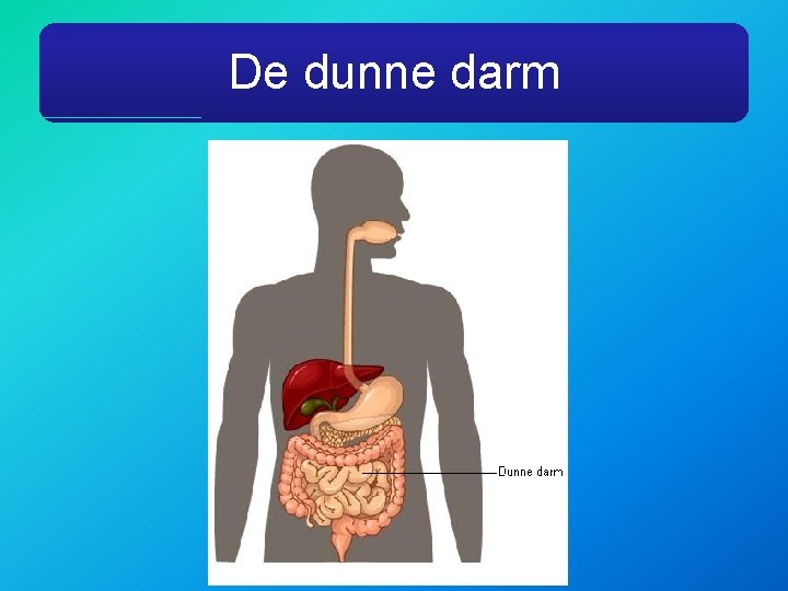 De dunne darm 