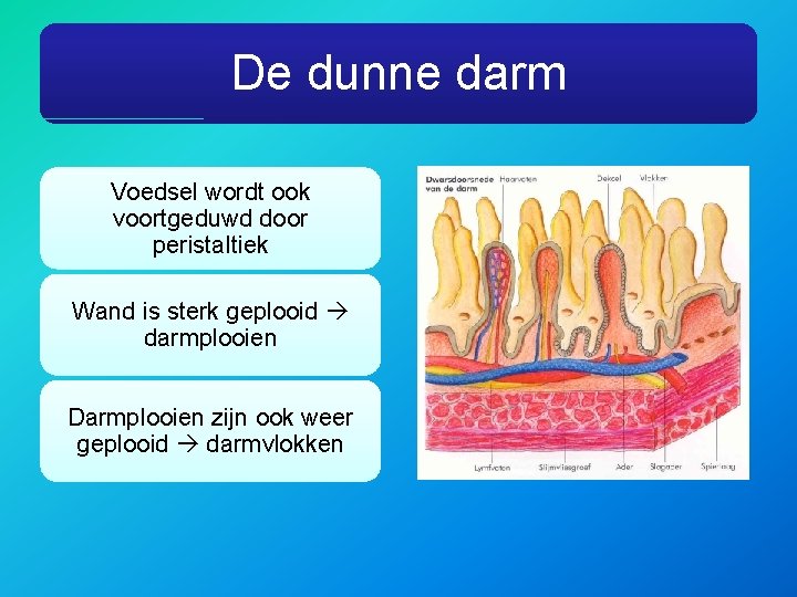 De dunne darm Voedsel wordt ook voortgeduwd door peristaltiek Wand is sterk geplooid darmplooien
