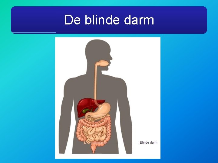 De blinde darm 