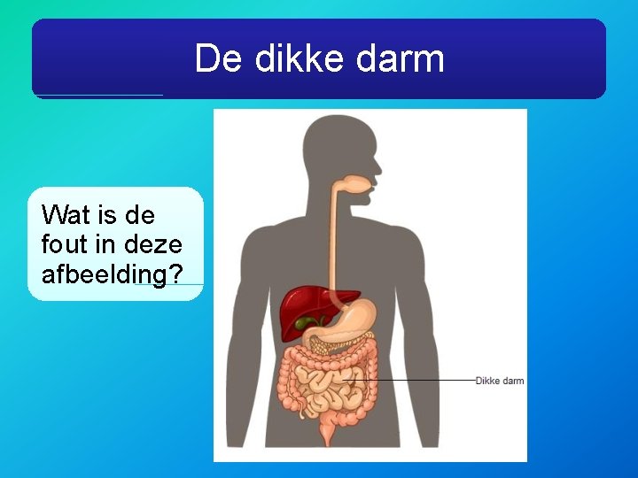 De dikke darm Wat is de fout in deze afbeelding? 