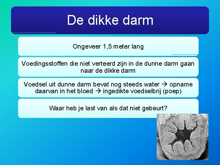 De dikke darm Ongeveer 1, 5 meter lang Voedingsstoffen die niet verteerd zijn in