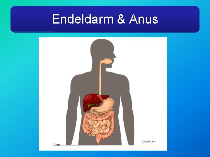 Endeldarm & Anus 