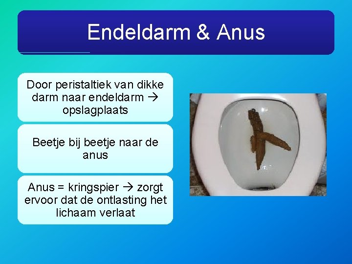 Endeldarm & Anus Door peristaltiek van dikke darm naar endeldarm opslagplaats Beetje bij beetje