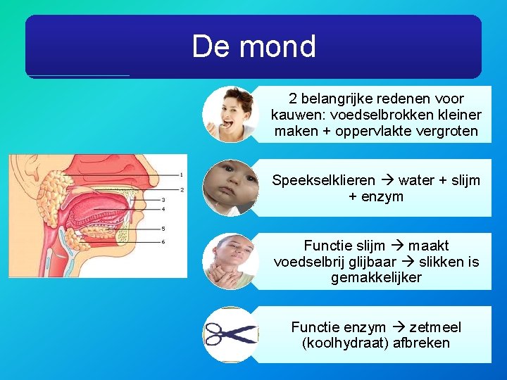 De mond 2 belangrijke redenen voor kauwen: voedselbrokken kleiner maken + oppervlakte vergroten Speekselklieren