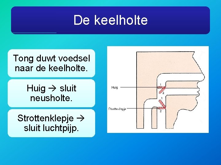 De keelholte Tong duwt voedsel naar de keelholte. Huig sluit neusholte. Strottenklepje sluit luchtpijp.