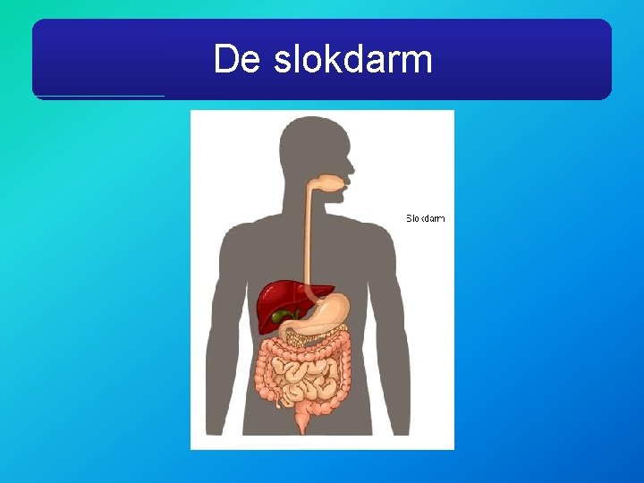 De slokdarm 