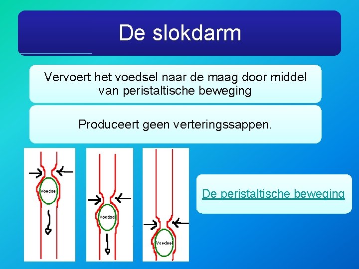 De slokdarm Vervoert het voedsel naar de maag door middel van peristaltische beweging Produceert