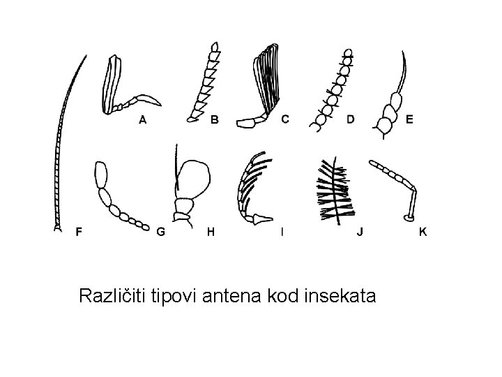 Različiti tipovi antena kod insekata 
