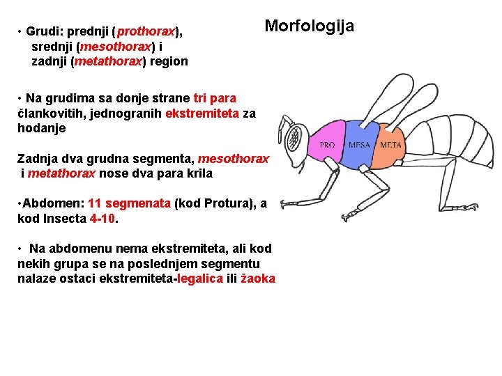  • Grudi: prednji (prothorax), srednji (mesothorax) i zadnji (metathorax) region Morfologija • Na