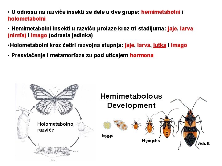  • U odnosu na razviće insekti se dele u dve grupe: hemimetabolni i