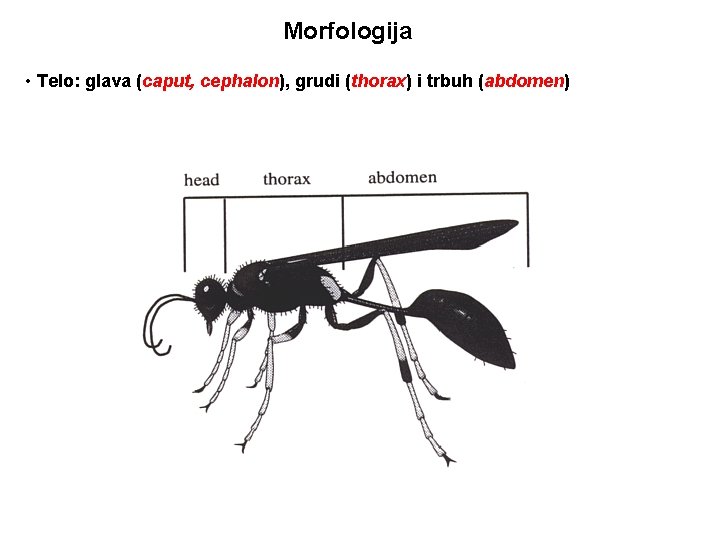 Morfologija • Telo: glava (caput, cephalon), grudi (thorax) i trbuh (abdomen) 
