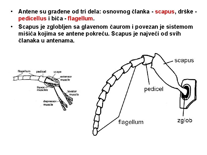  • Antene su građene od tri dela: osnovnog članka - scapus, drške pedicellus